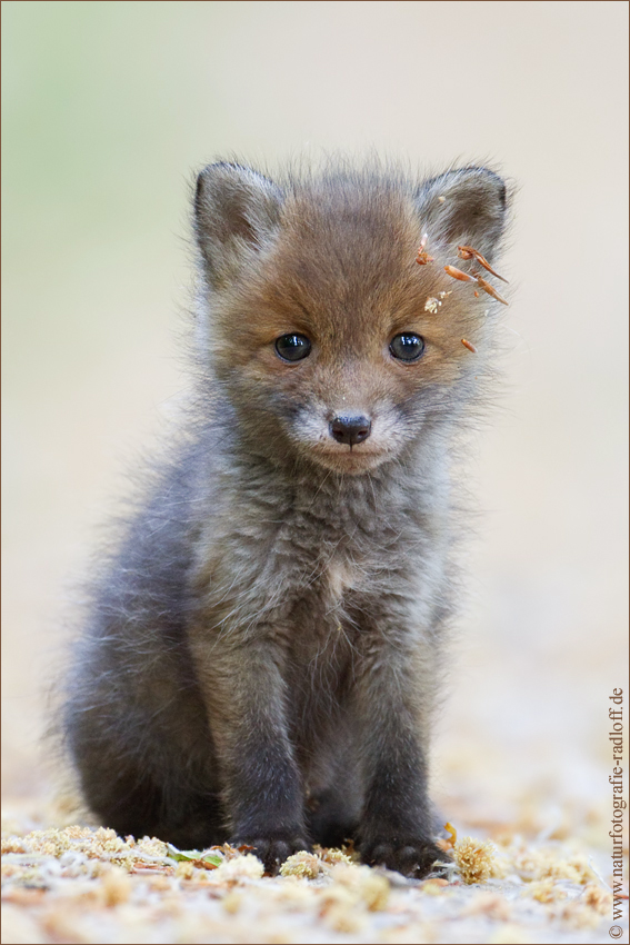 ~Nähe~