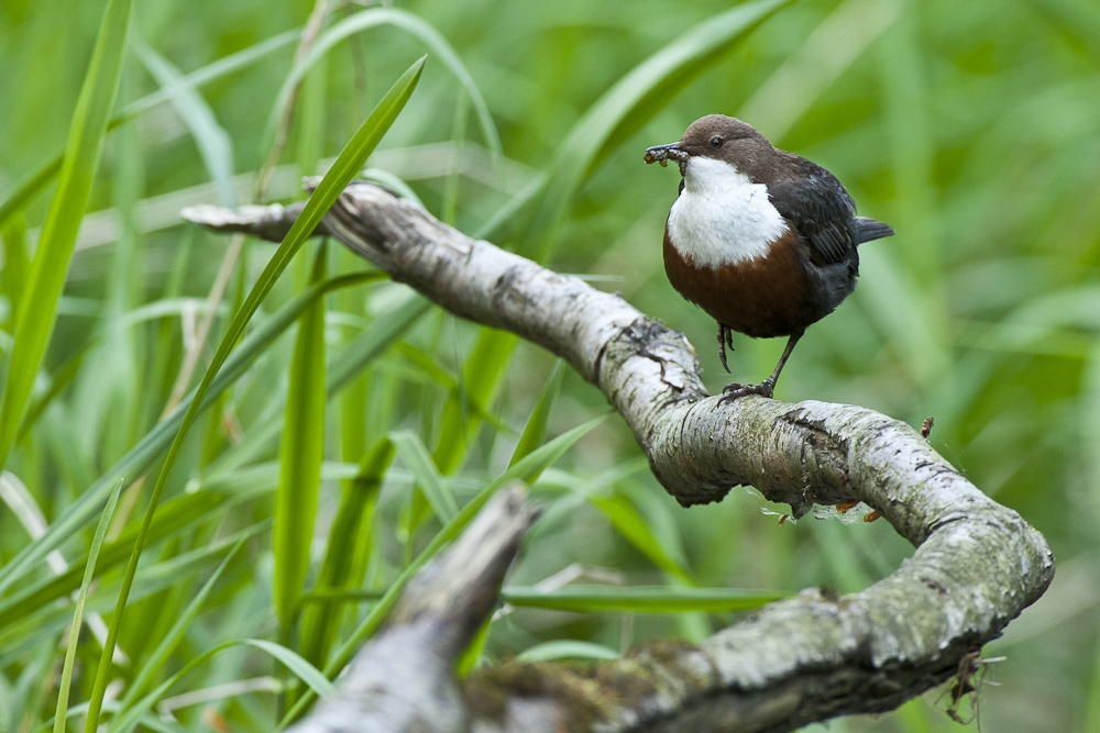 Wasseramsel mit Futter