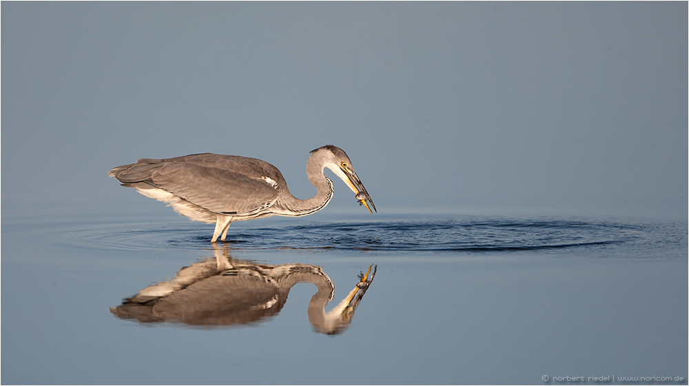 von Reihern und Fischen