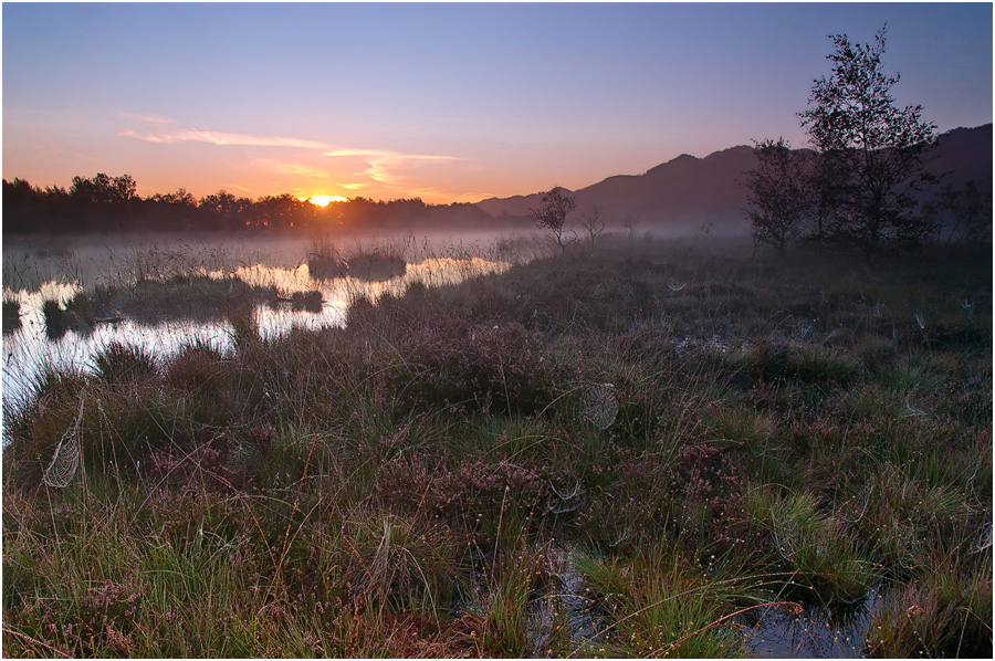 Morgens im Hochmoor