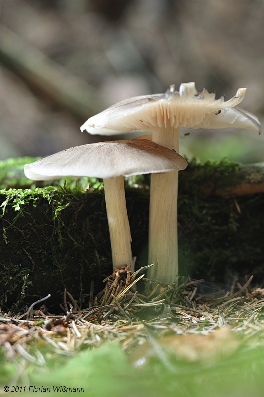 "der Herbst kommt"