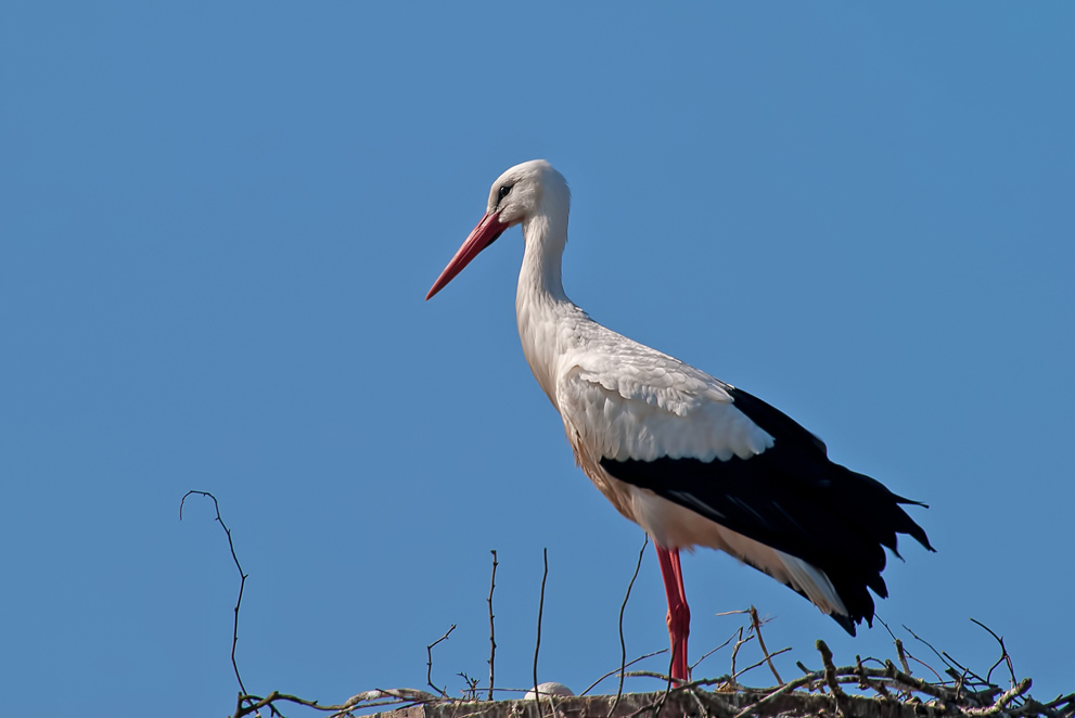 Weißstorch