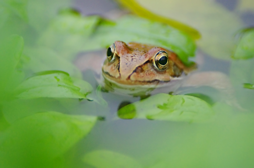Goldenes Auge