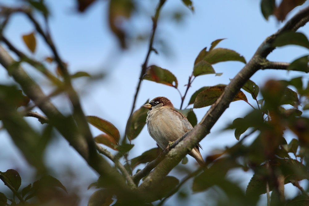 kleiner Spatz