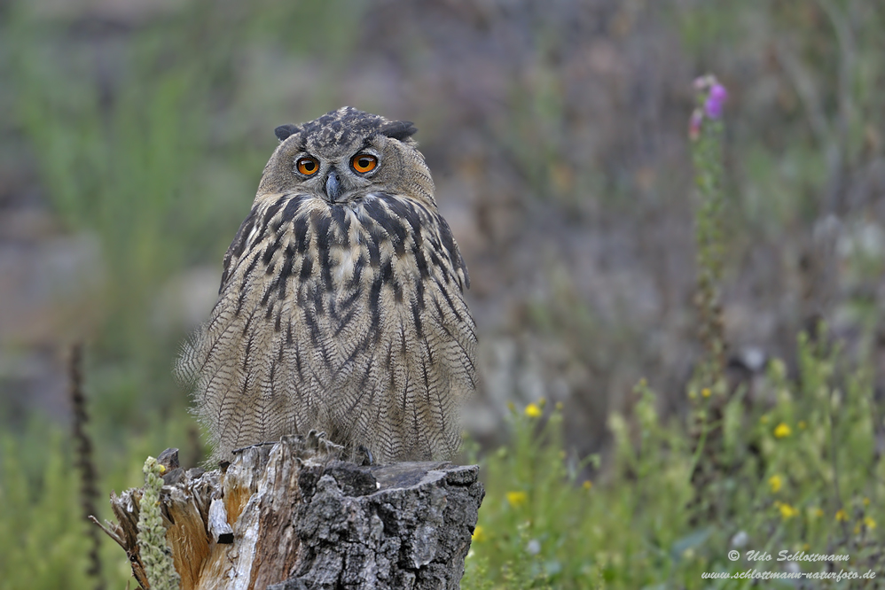 Junguhu (wildlife) ...