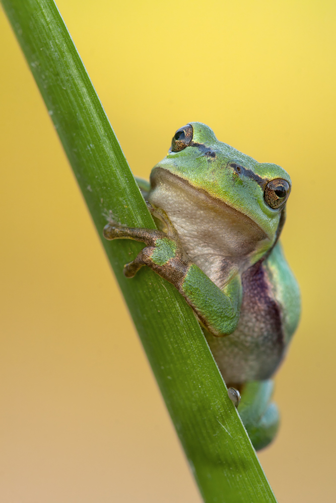 Hyla arborea ...