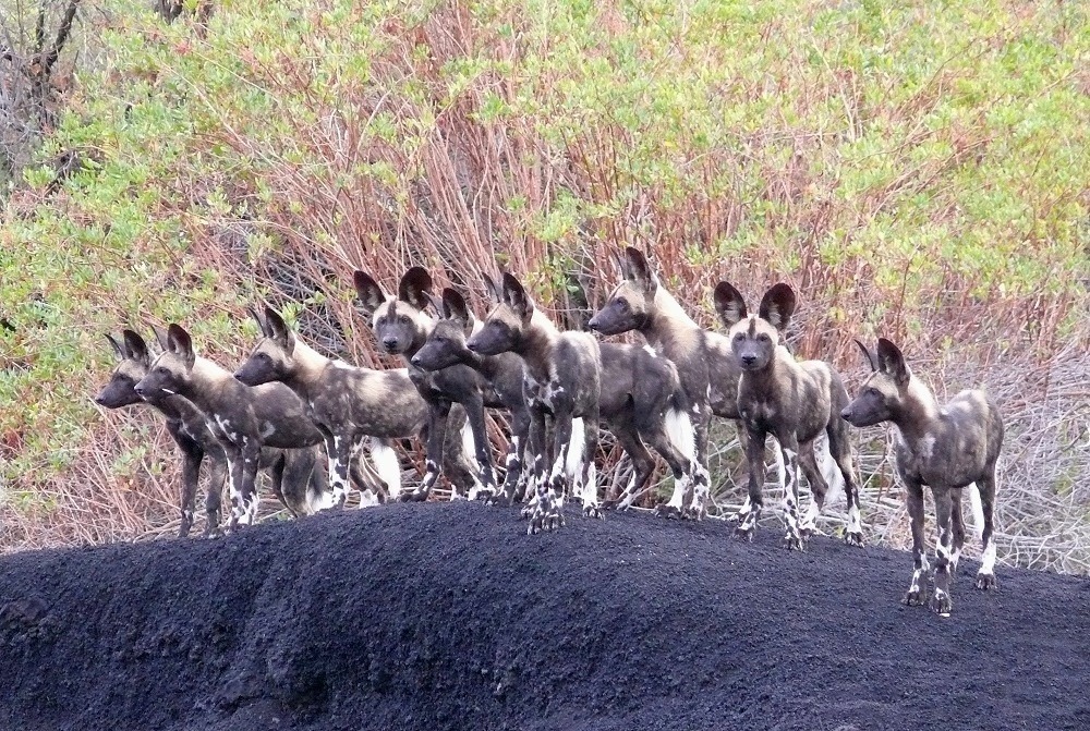 Over twenty wild dogs in Tsavo East -  Wildhundrudel mit über zwanzig Tieren