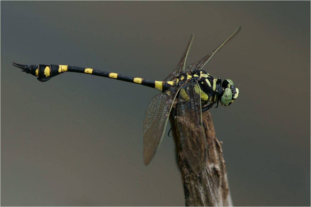 * Ictinogomphus decoratus, dunkle Variante *