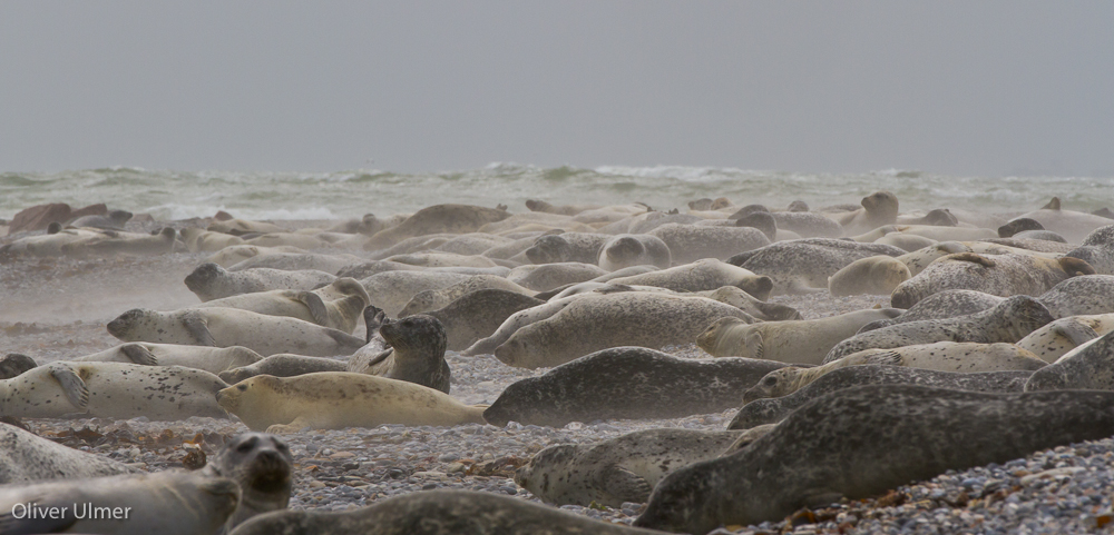 Sturm auf der Düne