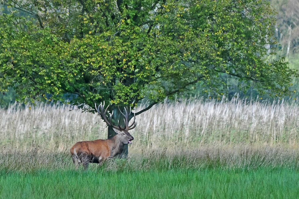 Hirschbrunft in Hamburg