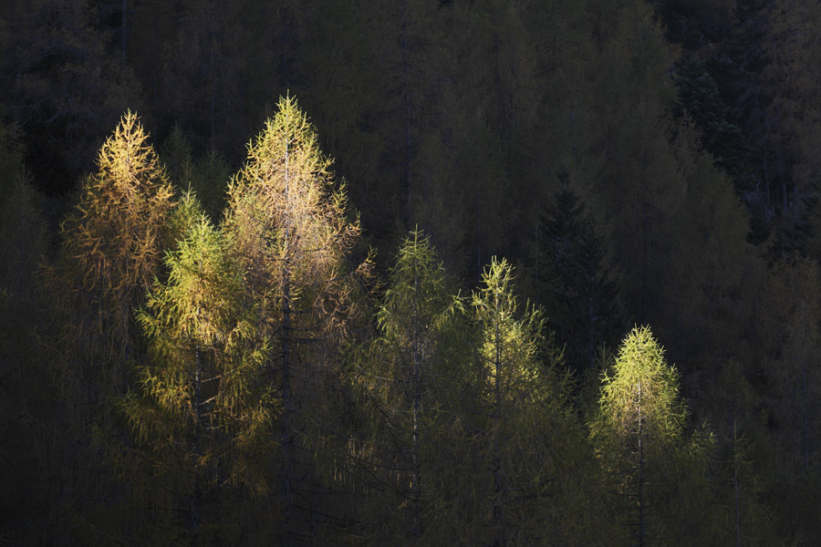 Lärchen im Seitenlicht