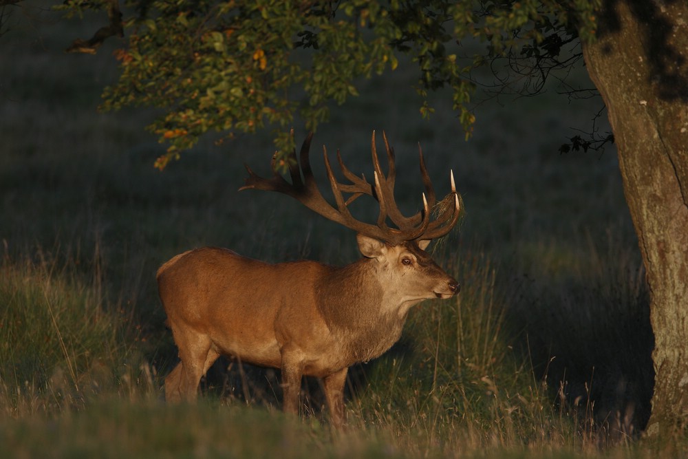 Rothirsch (Cervus elephaus)