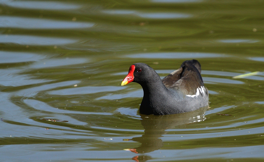 einfach schwimmen.....