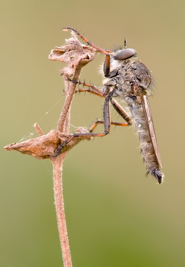 Raubfliege(Machimus arthriticus)