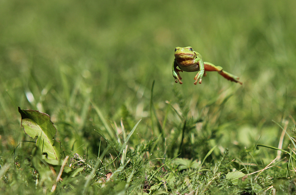 ich komme (Forum für Naturfotografen)