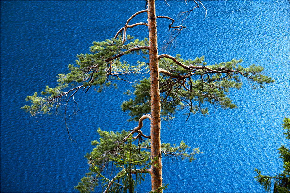Baum am See