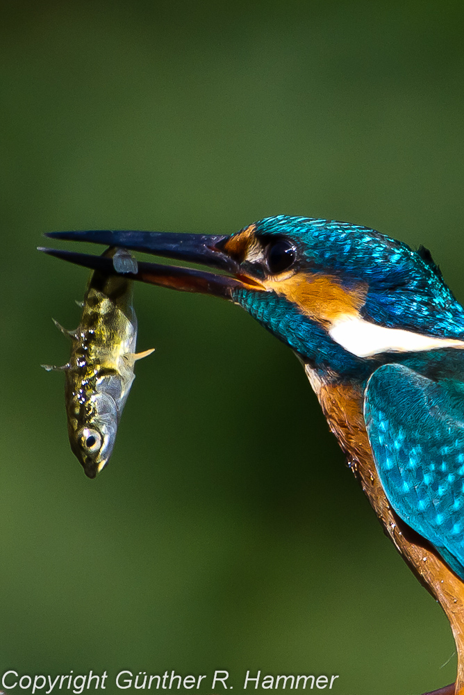 Da streckt der Fisch die "Flügel"