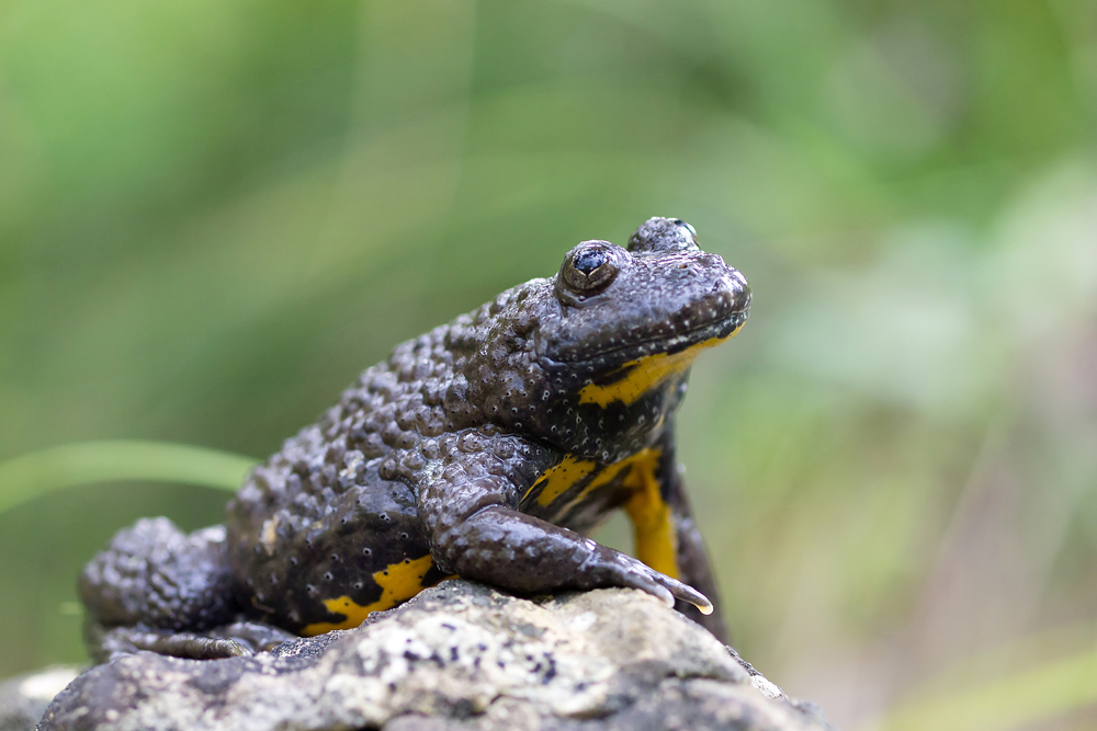 Gelbbauchunke (Bombina variegata)