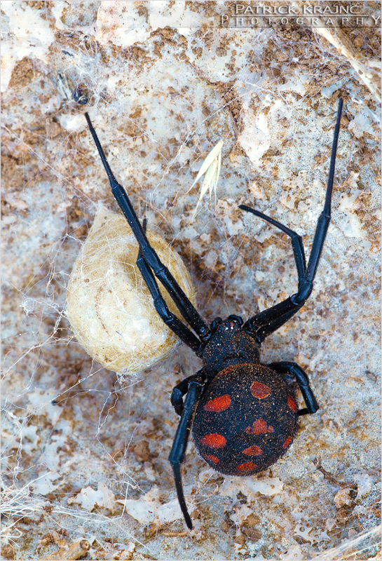 Black Widow Spider