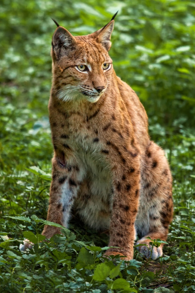 Luchs pass auf