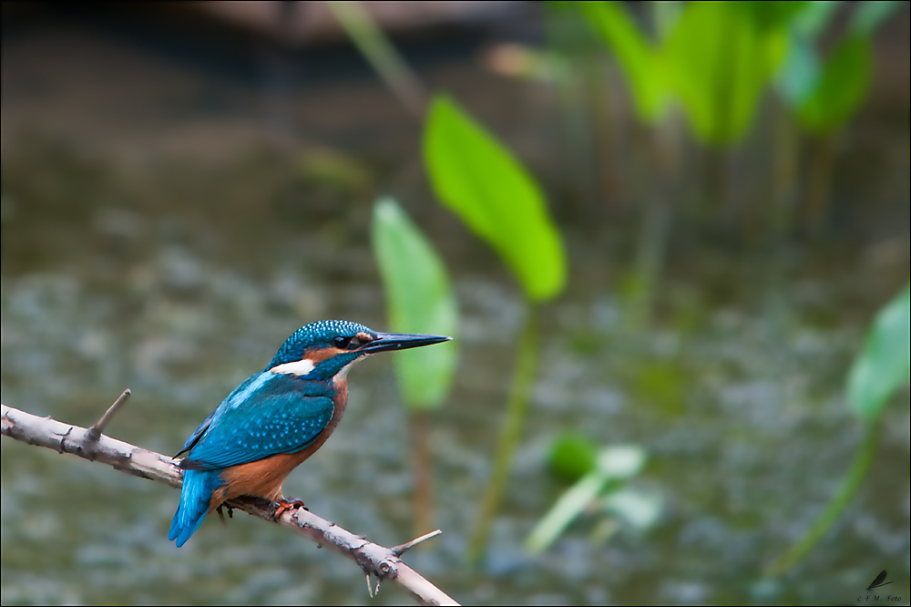 Eisvogel am Teich