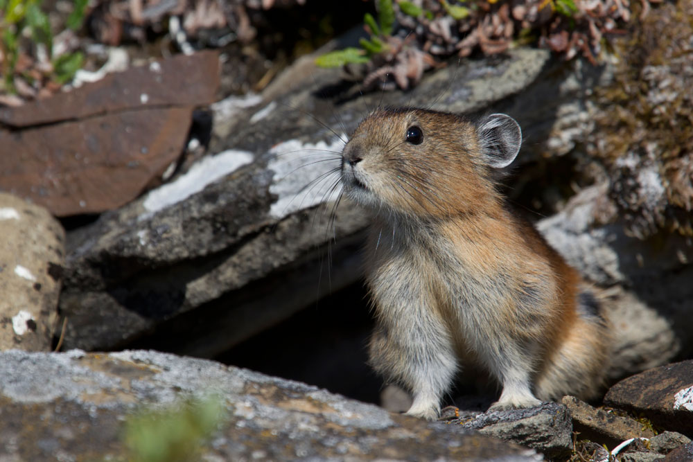 Altai - Pfeifhase / Ochotona alpina / Alpine Pika