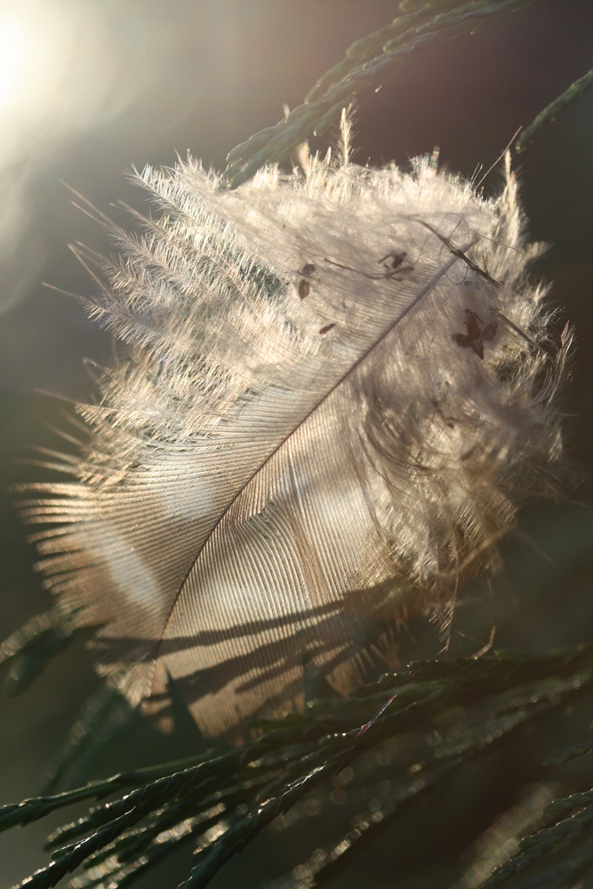 Feder in der Abendsonne