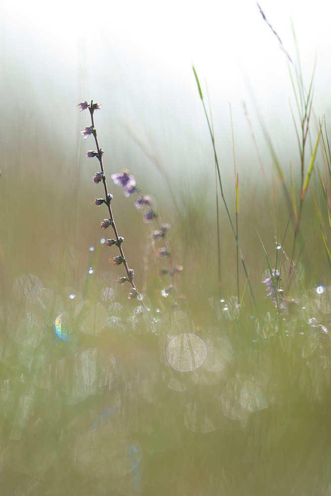 Sommer Morgen