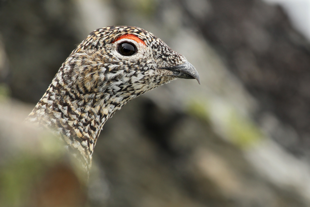 Lagopus muta (Forum für Naturfotografen)