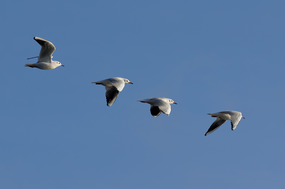Flugstudie