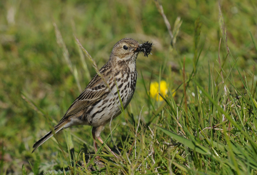 Wiesenpiper