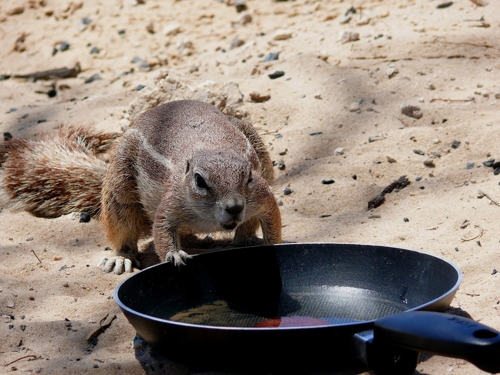 Borstenhörnchen - Mabuasehube Game Reserve - Kalahari - Botswana