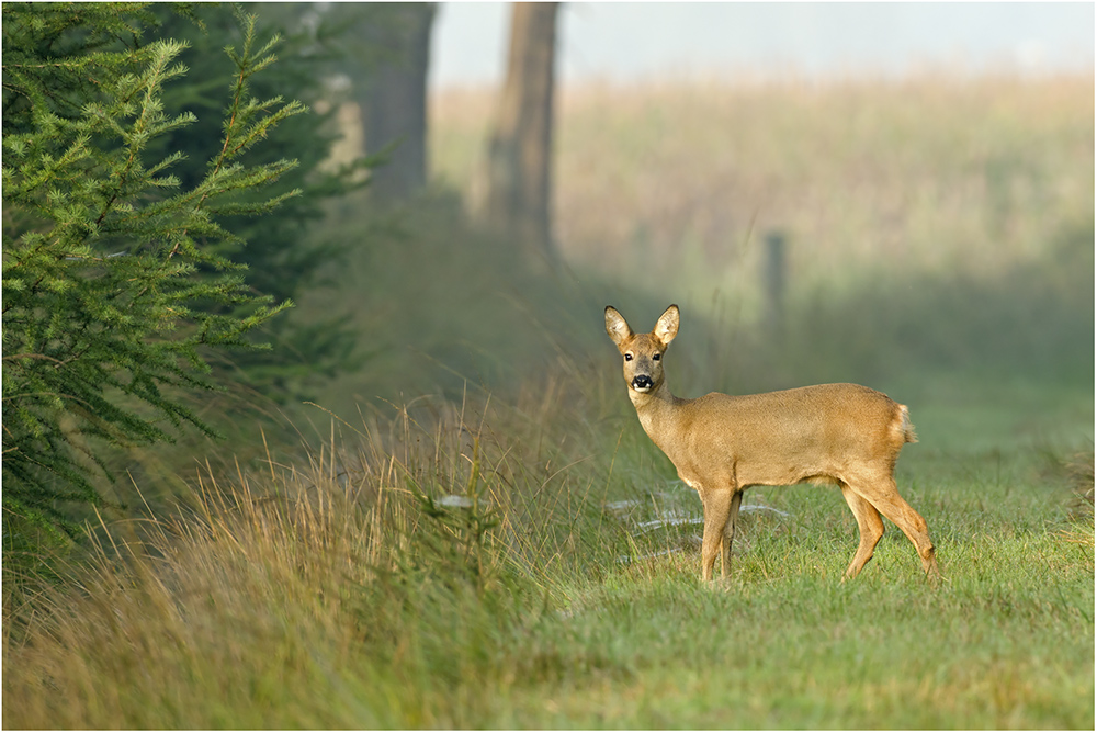 Jüngling (Forum für Naturfotografen)