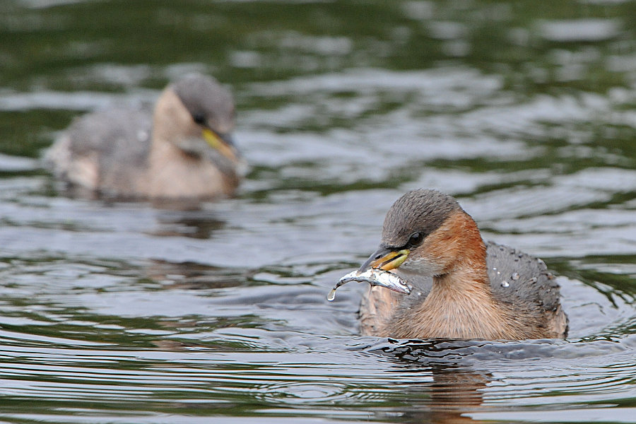 Zwergtaucher Doppelpack mit Beute