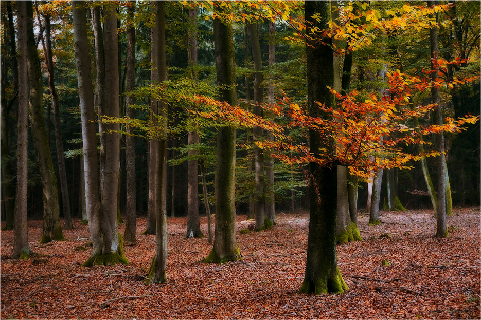 Vorgeglüht