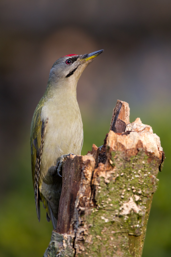 Picus canus