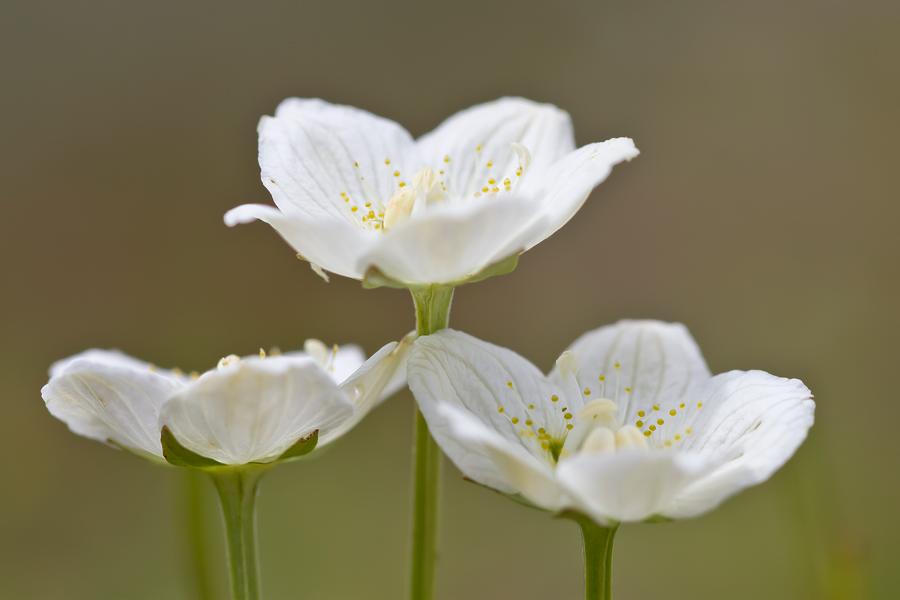 Sumpf-Herzblatt (Parnassia palustris)