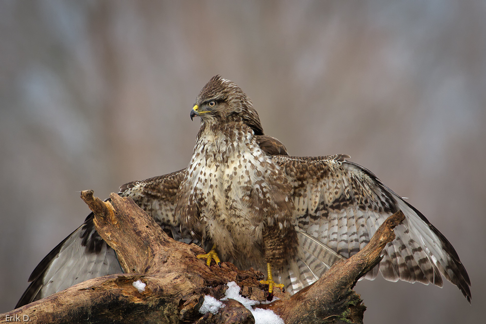 Der Wächter (Buteo Buteo)