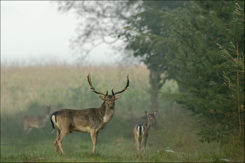 Damhirsch