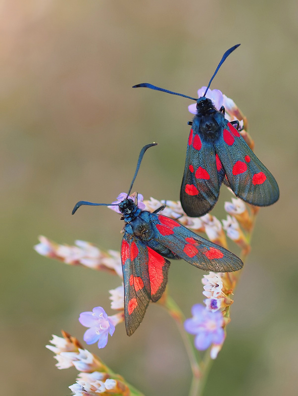 Widderchenduo auf Limonium