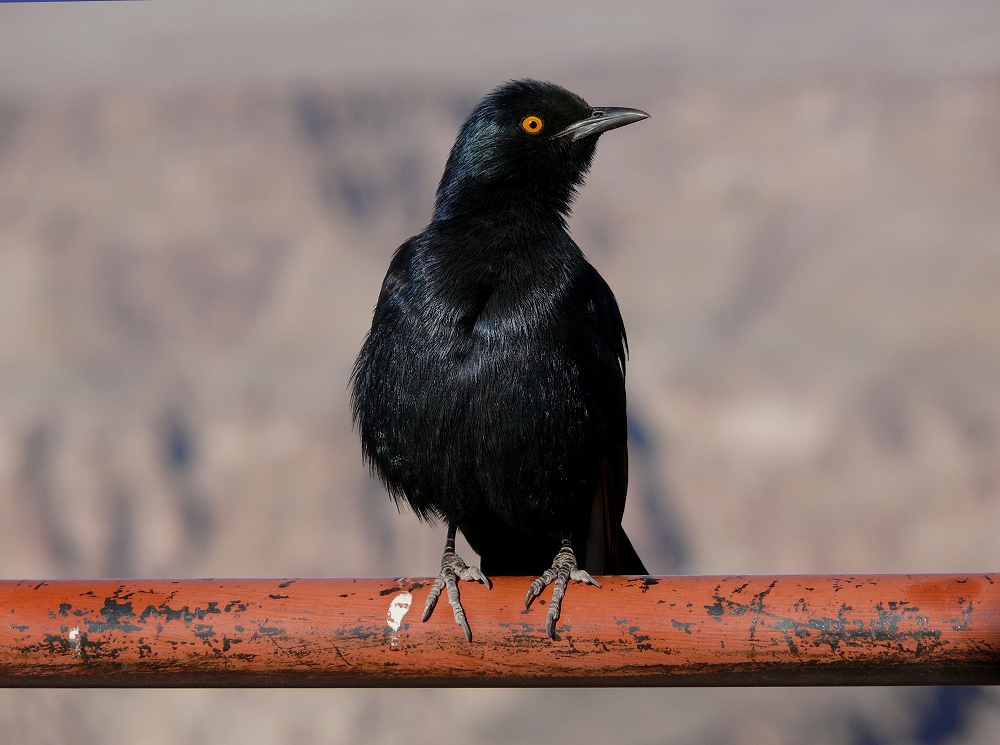 Glanzstar (?) am Fish River Canyon - Namibia