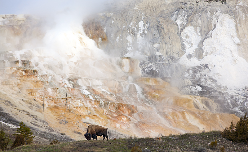 Lone Buffalo