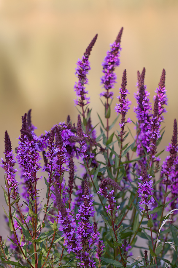 Gewöhnlicher Blutweiderich (Lythrum salicaria)