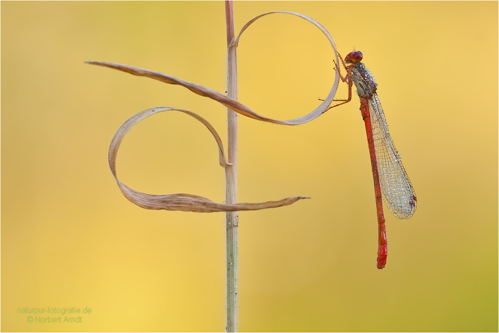 Späte Adonisjungfer(Ceriagrion tenellum)