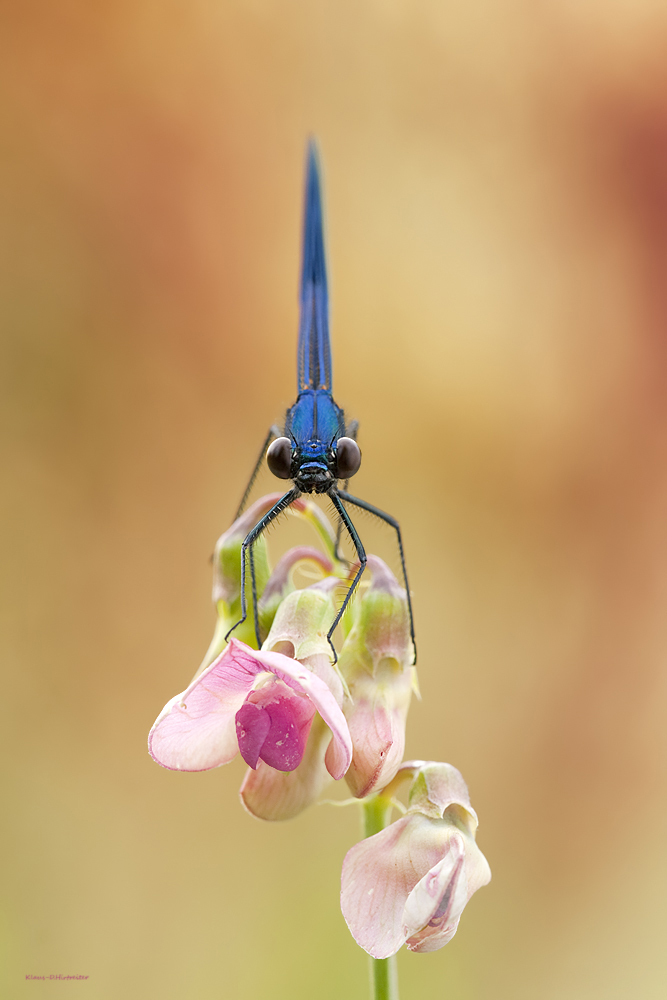 Calopteryx splendens Frontale