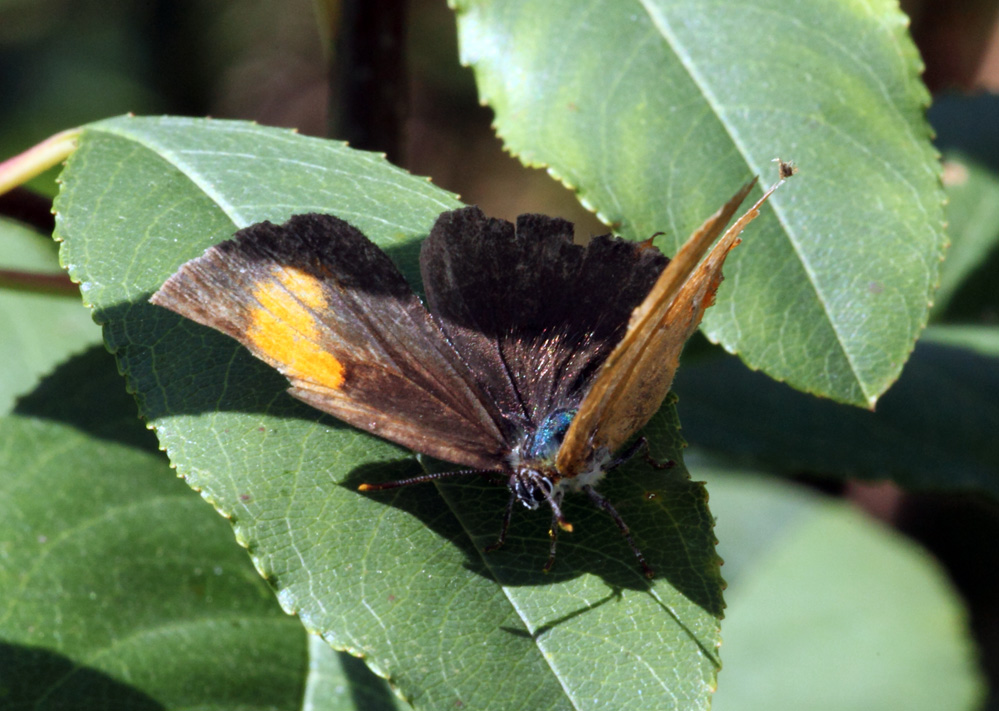 Thecla betulae