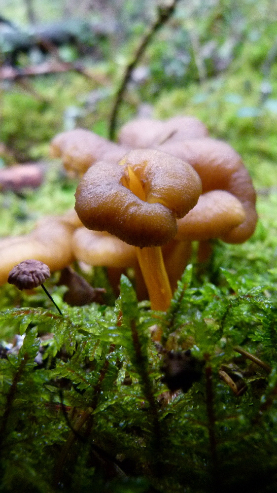 Starkriechender Leistling  (cantharellus xanthopus)