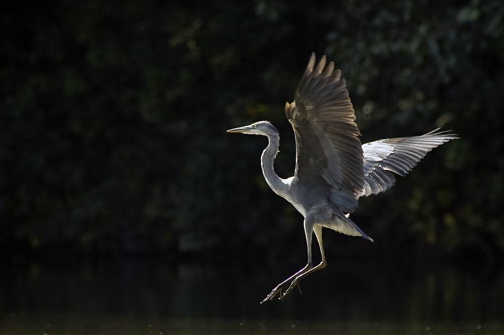 Graureiher im Anflug