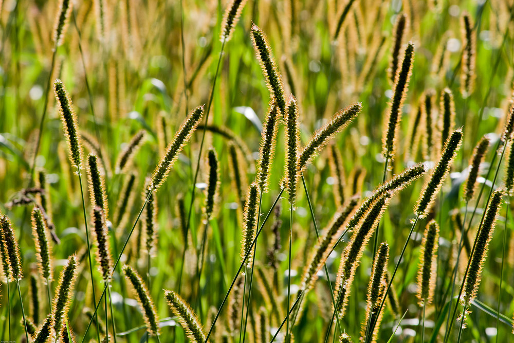 Gras im Gegenlicht