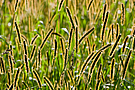 Gras im Gegenlicht